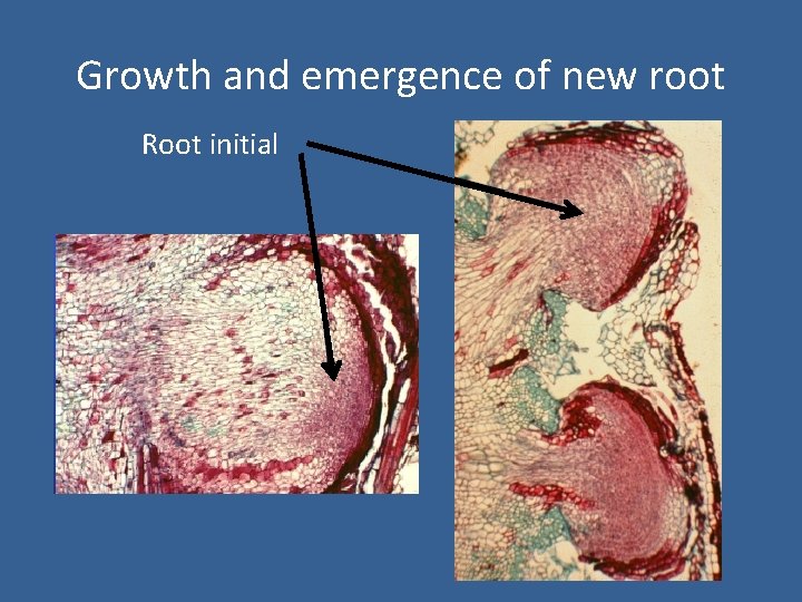 Growth and emergence of new root Root initial 