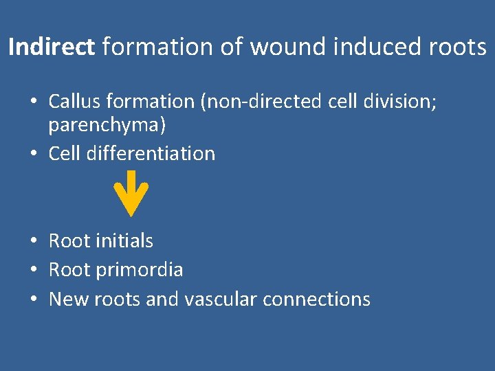 Indirect formation of wound induced roots • Callus formation (non-directed cell division; parenchyma) •