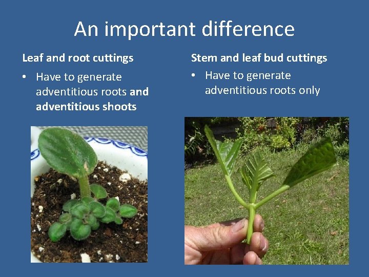 An important difference Leaf and root cuttings • Have to generate adventitious roots and