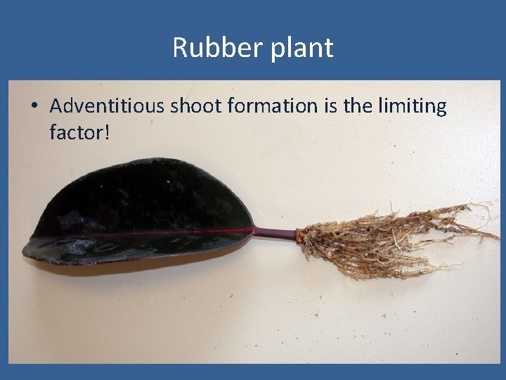 Rubber plant • Adventitious shoot formation is the limiting factor! 