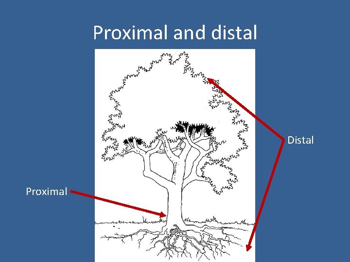 Proximal and distal Distal Proximal 