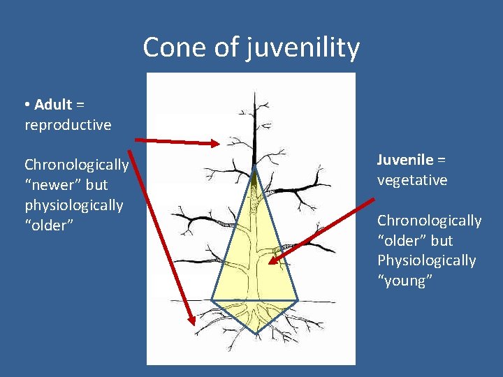 Cone of juvenility • Adult = reproductive Chronologically “newer” but physiologically “older” Juvenile =