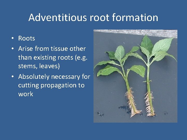 Adventitious root formation • Roots • Arise from tissue other than existing roots (e.