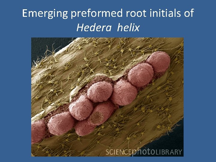 Emerging preformed root initials of Hedera helix 