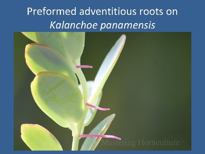 Preformed adventitious roots on Kalanchoe panamensis 