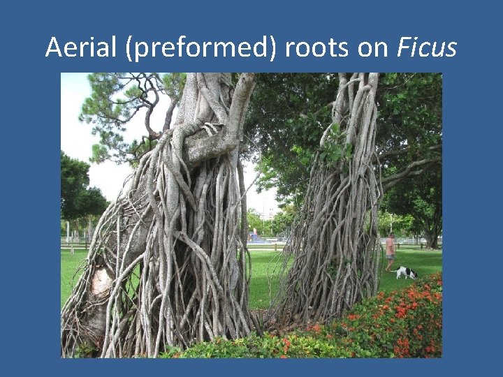 Aerial (preformed) roots on Ficus 