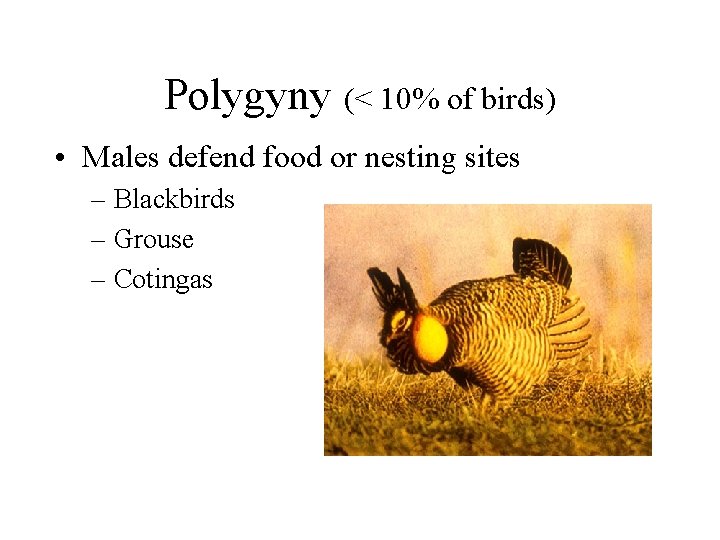 Polygyny (< 10% of birds) • Males defend food or nesting sites – Blackbirds