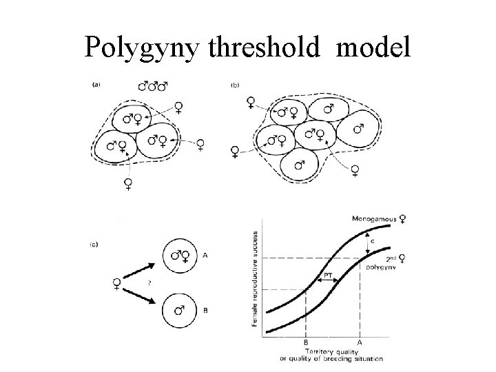 Polygyny threshold model 