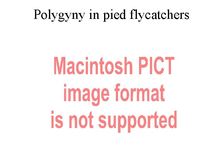 Polygyny in pied flycatchers 
