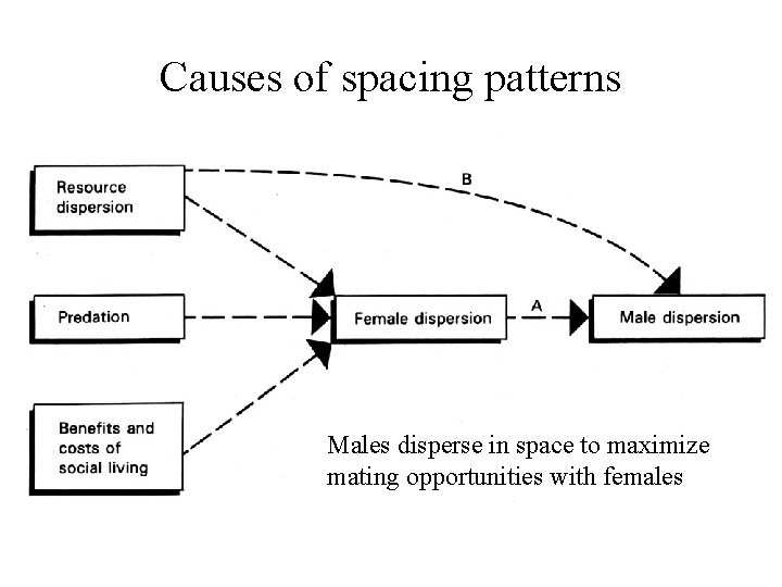 Causes of spacing patterns Males disperse in space to maximize mating opportunities with females