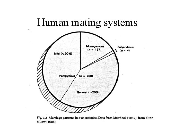 Human mating systems 