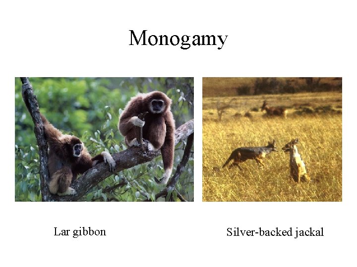 Monogamy Lar gibbon Silver-backed jackal 
