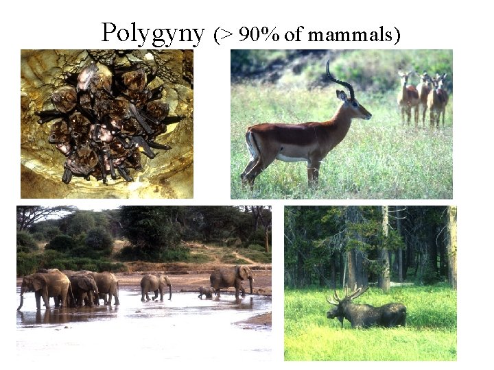 Polygyny (> 90% of mammals) 