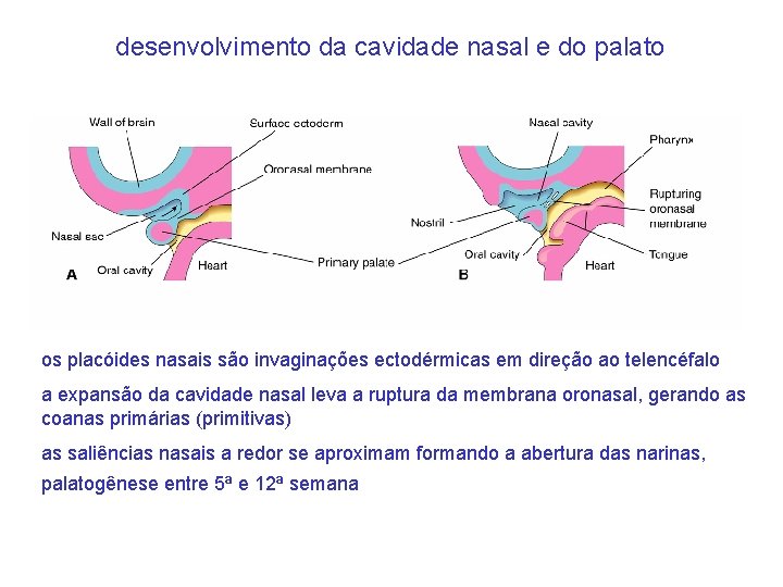 desenvolvimento da cavidade nasal e do palato os placóides nasais são invaginações ectodérmicas em