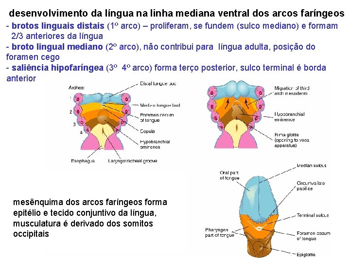 desenvolvimento da língua na linha mediana ventral dos arcos faríngeos - brotos linguais distais