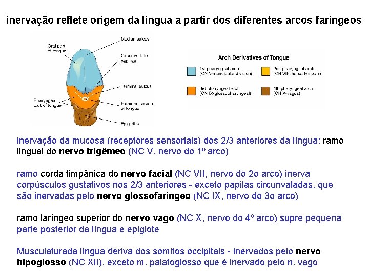 inervação reflete origem da língua a partir dos diferentes arcos faríngeos inervação da mucosa