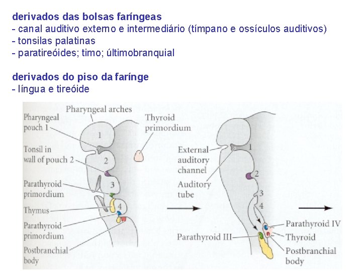 derivados das bolsas faríngeas - canal auditivo externo e intermediário (tímpano e ossículos auditivos)