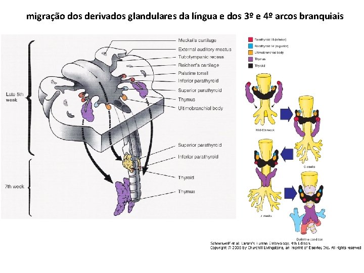 migração dos derivados glandulares da língua e dos 3º e 4º arcos branquiais 