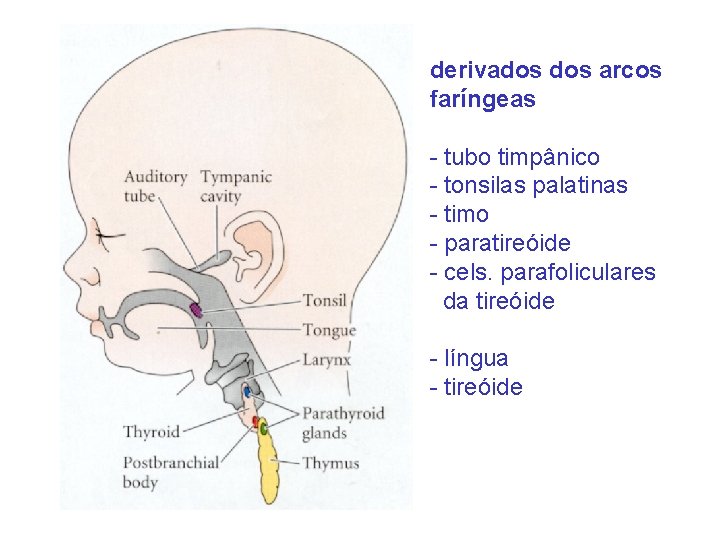 derivados arcos faríngeas - tubo timpânico - tonsilas palatinas - timo - paratireóide -