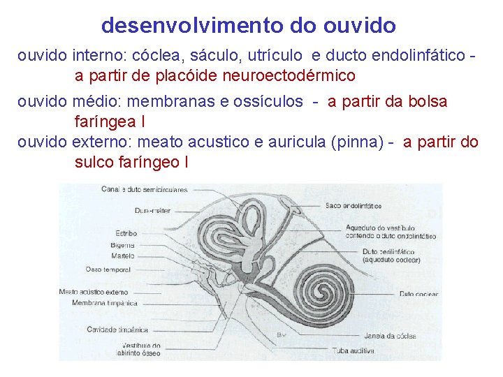desenvolvimento do ouvido interno: cóclea, sáculo, utrículo e ducto endolinfático a partir de placóide