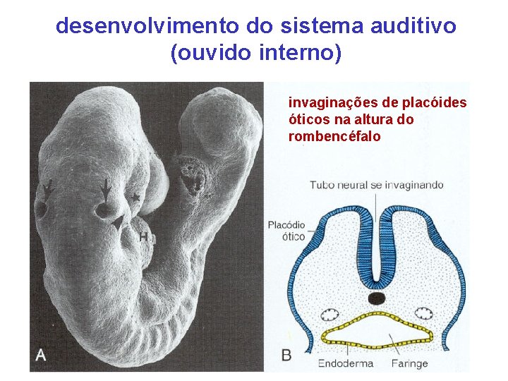 desenvolvimento do sistema auditivo (ouvido interno) invaginações de placóides óticos na altura do rombencéfalo