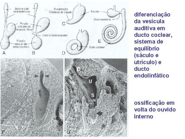 D diferenciação da vesícula auditiva em ducto coclear, sistema de equilíbrio (sáculo e utrículo)