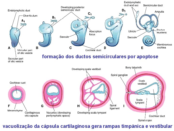 formação dos ductos semicirculares por apoptose vacuolização da cápsula cartilaginosa gera rampas timpânica e