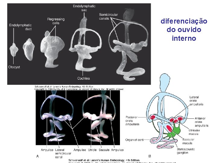 diferenciação do ouvido interno 