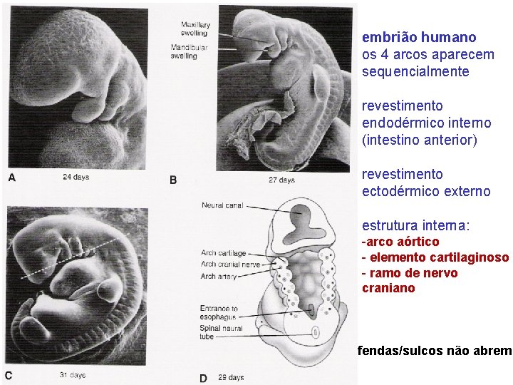 embrião humano os 4 arcos aparecem sequencialmente revestimento endodérmico interno (intestino anterior) revestimento ectodérmico