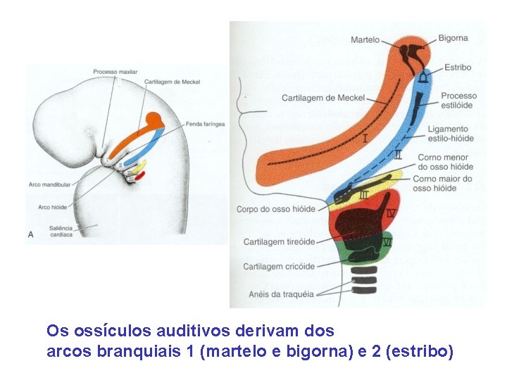 Os ossículos auditivos derivam dos arcos branquiais 1 (martelo e bigorna) e 2 (estribo)