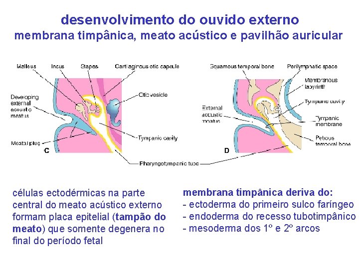 desenvolvimento do ouvido externo membrana timpânica, meato acústico e pavilhão auricular células ectodérmicas na