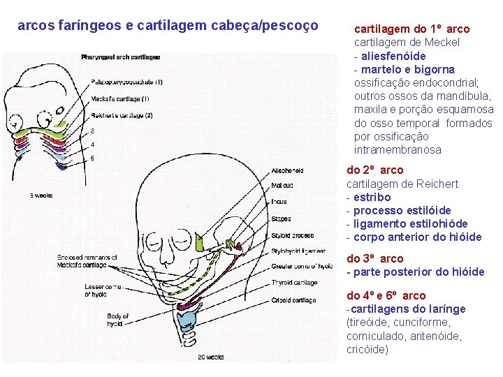 arcos faríngeos e cartilagem cabeça/pescoço cartilagem do 1º arco cartilagem de Meckel - aliesfenóide