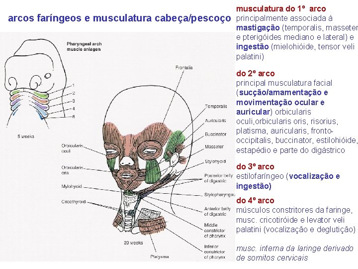 arcos faríngeos e musculatura cabeça/pescoço musculatura do 1º arco principalmente associada á mastigação (temporalis,