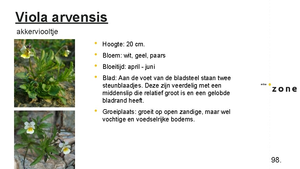 Viola arvensis akkerviooltje • • Hoogte: 20 cm. • Groeiplaats: groeit op open zandige,