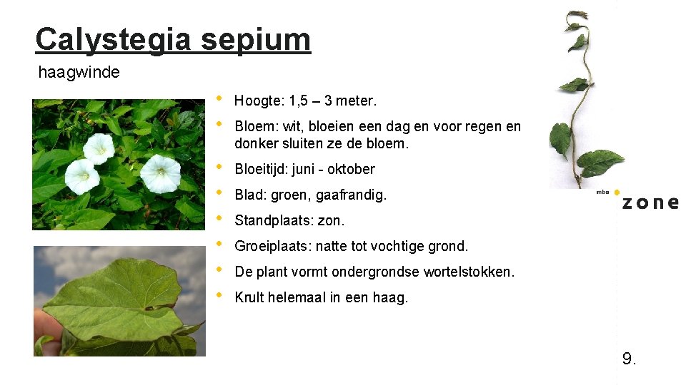 Calystegia sepium haagwinde • • Hoogte: 1, 5 – 3 meter. • • •