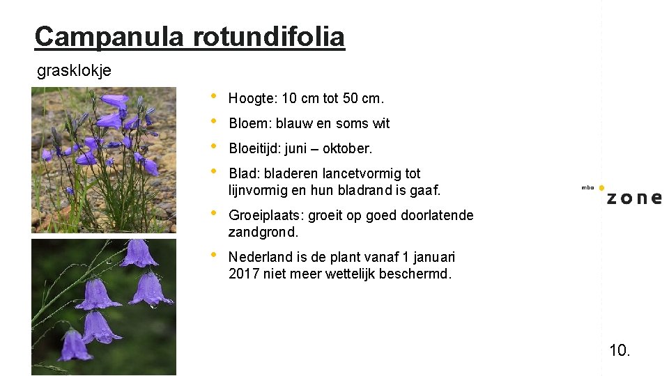 Campanula rotundifolia grasklokje • • Hoogte: 10 cm tot 50 cm. • Groeiplaats: groeit
