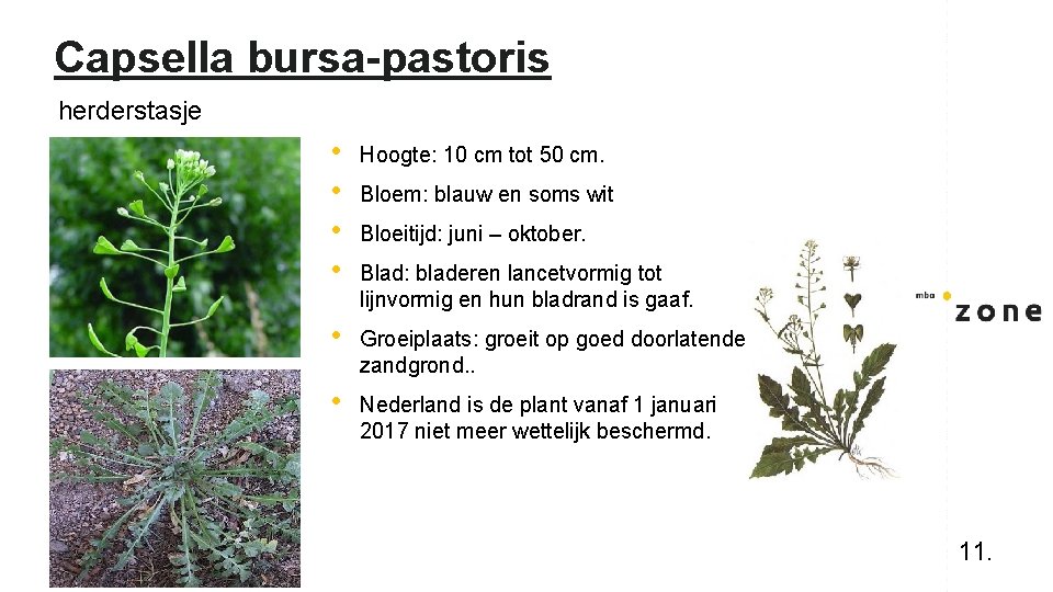 Capsella bursa-pastoris herderstasje • • Hoogte: 10 cm tot 50 cm. • Groeiplaats: groeit