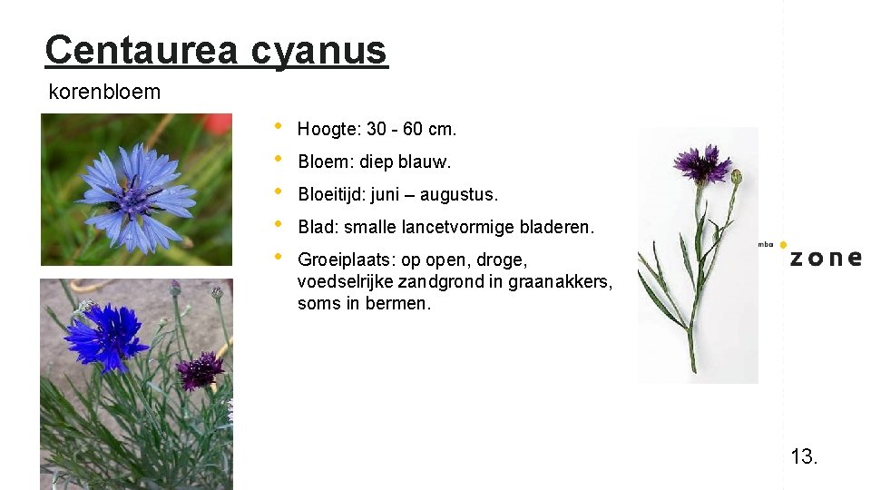 Centaurea cyanus korenbloem • • • Hoogte: 30 - 60 cm. Bloem: diep blauw.