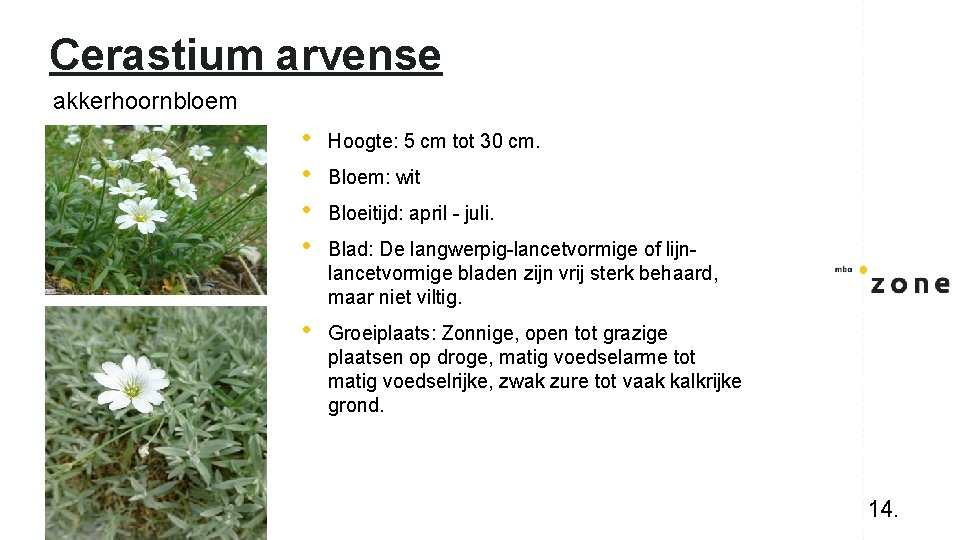 Cerastium arvense akkerhoornbloem • • Hoogte: 5 cm tot 30 cm. • Groeiplaats: Zonnige,