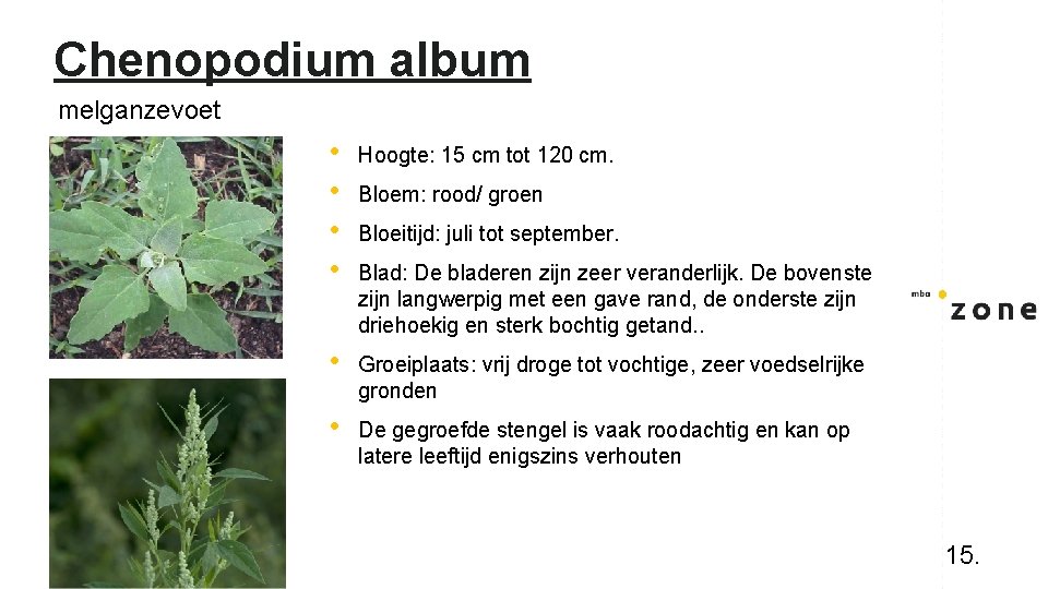 Chenopodium album melganzevoet • • Hoogte: 15 cm tot 120 cm. • Groeiplaats: vrij