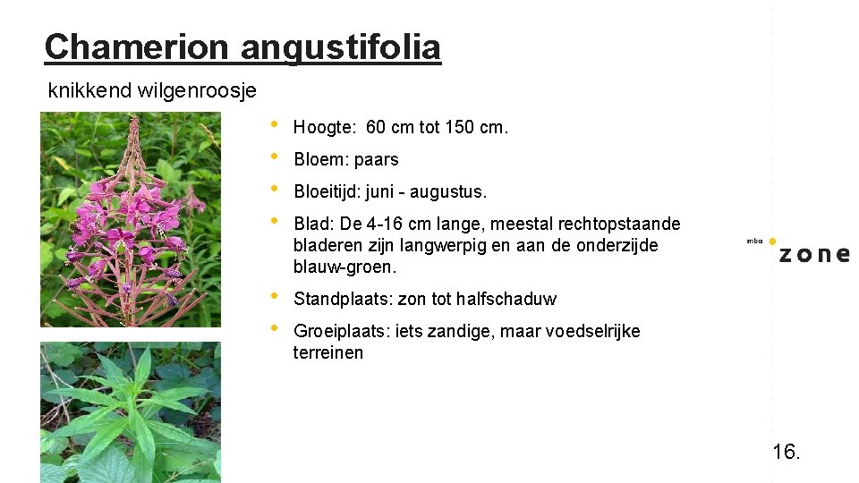 Chamerion angustifolia knikkend wilgenroosje • • Hoogte: 60 cm tot 150 cm. • •
