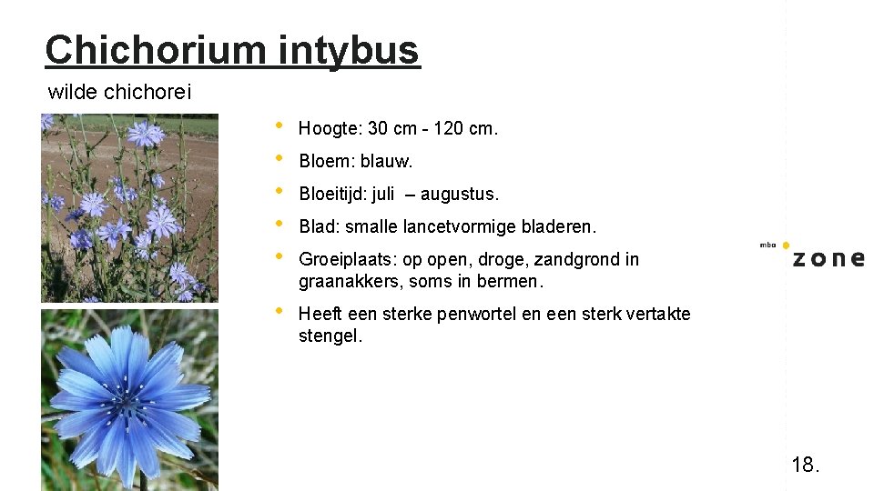 Chichorium intybus wilde chichorei • • • Hoogte: 30 cm - 120 cm. •