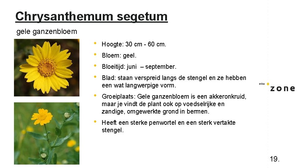 Chrysanthemum segetum gele ganzenbloem • • Hoogte: 30 cm - 60 cm. • Groeiplaats: