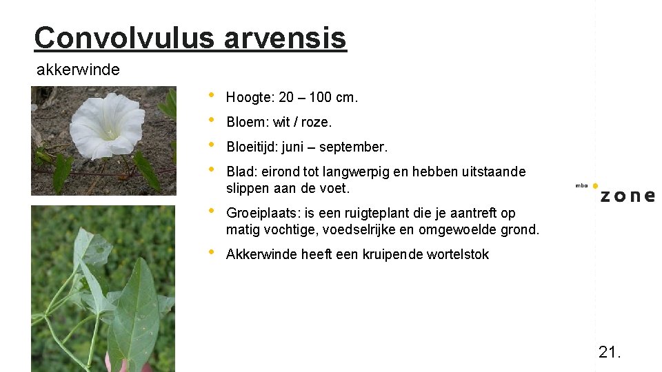 Convolvulus arvensis akkerwinde • • Hoogte: 20 – 100 cm. • Groeiplaats: is een