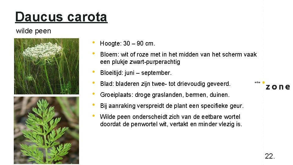 Daucus carota wilde peen • • Hoogte: 30 – 90 cm. • • •