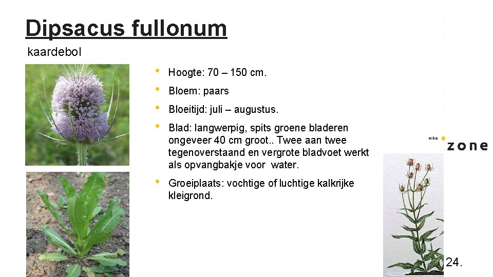 Dipsacus fullonum kaardebol • • Hoogte: 70 – 150 cm. • Groeiplaats: vochtige of