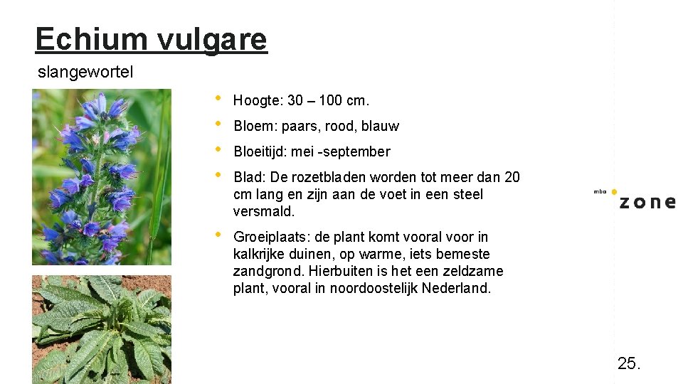 Echium vulgare slangewortel • • Hoogte: 30 – 100 cm. • Groeiplaats: de plant