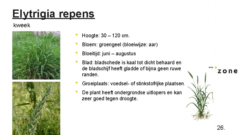 Elytrigia repens kweek • • Hoogte: 30 – 120 cm. • • Groeiplaats: voedsel-