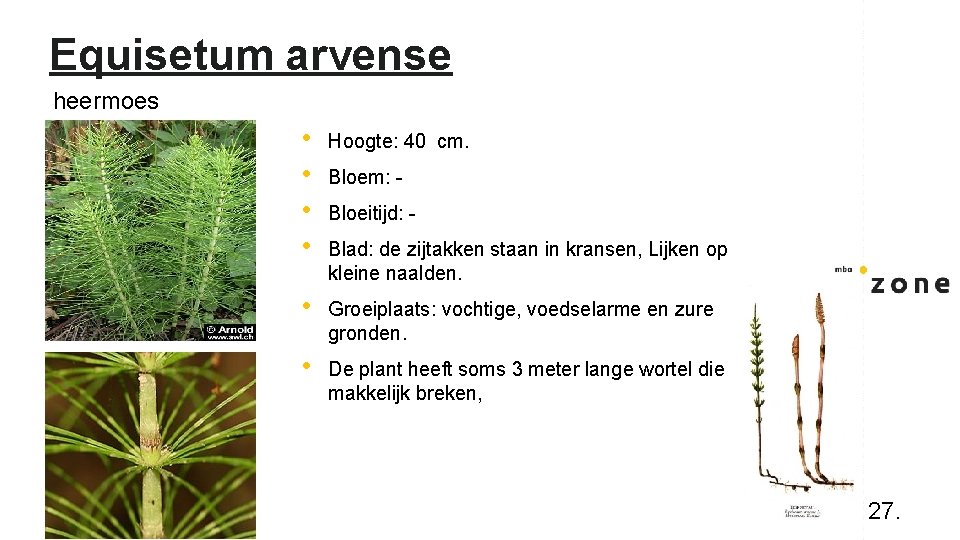 Equisetum arvense heermoes • • Hoogte: 40 cm. • Groeiplaats: vochtige, voedselarme en zure