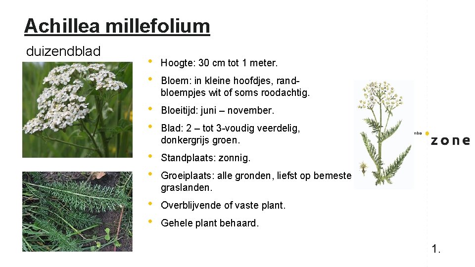 Achillea millefolium duizendblad • • Hoogte: 30 cm tot 1 meter. • • Bloeitijd: